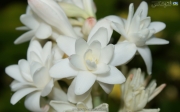 tuberose_flower.jpg