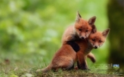 baby_fox_brothers.jpg