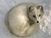 white-fox.jpg
