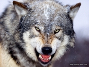 wolf-angriy.jpg