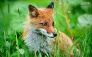 red_fox_wallpaper.jpg