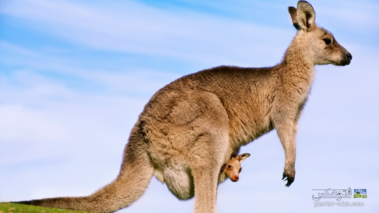 kangaroo-with-baby.jpg