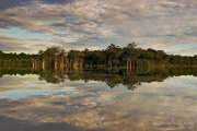 the-beauty-of-amazon-forest-8.jpg
