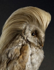 پرندگانی با مو های زیبا !! (7 عکس)(0.jpg