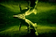 alligator-under-water-wallpaper.jpg