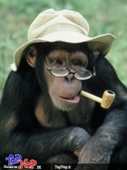 میمون ها هم سیگاری شدند! (25 عکس)(.jpg
