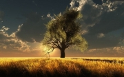 tree_wallpapers_beauty_of_nature_27.jpg