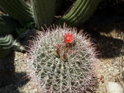 Kaktus1001.jpg