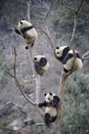 panda2.jpg