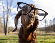 Goat-with-glasses.jpg