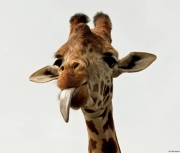 Giraffes-tongue.jpg