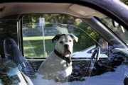 pc56a79b942f309e39669c7ff6e508bd79_dogs-drivers-2.jpg