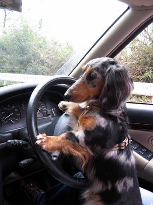 pc1f4ea3f0cc6de9283f020bf6fd8d3839_dogs-drivers-15.jpg