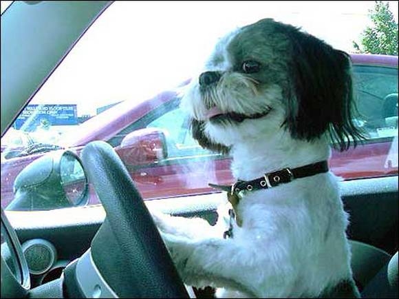 pc1f8293dc0f8a8a3357309ab285ef5eae_dogs-drivers-4.jpg