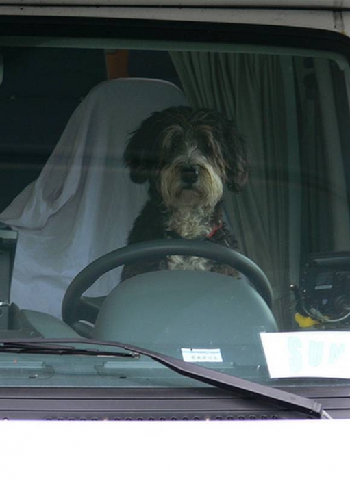 pc8433da2feb8af3e6d79aedb30162f34c_dogs-drivers-10.jpg