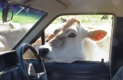 header_cow_in_car.jpg