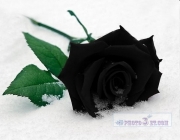 گل رز سیاه رنگ.jpg