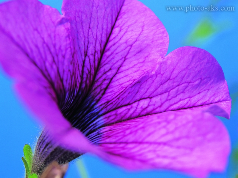 pink-flower.jpg