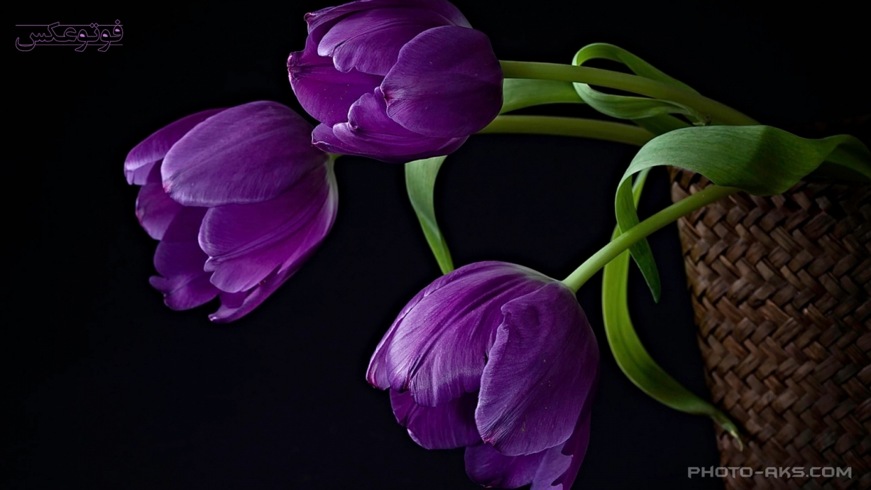 purple-tulips-photo-aks.com.jpg