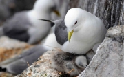 seagull-with-chicks.jpg