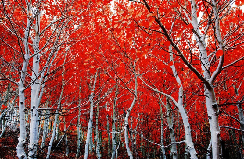 پاییز-عاشقانه-ترین-و-غمگین-ترین-یا-زیباترین-و-رنگارنگ-ترین-فصل-4.jpg
