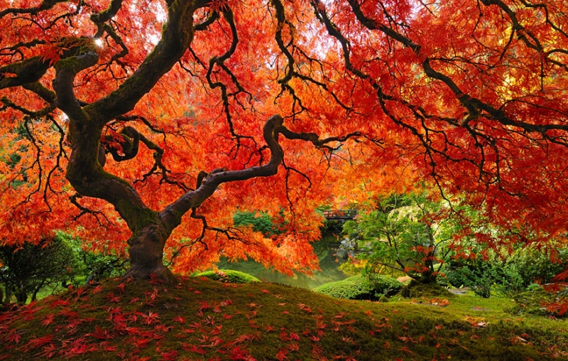 پاییز-عاشقانه-ترین-و-غمگین-ترین-یا-زیباترین-و-رنگارنگ-ترین-فصل-.jpg