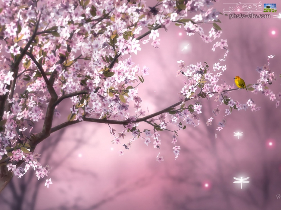 pink_spring_nature.jpg