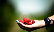mood-macro-focus-photography-hand-raspberries-desktop-hd-girl-wallpaper-694x417.jpg