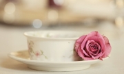 cup-rose-pink-wallpaper-1920x1200-694x417.jpg