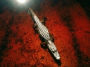 alligator-okefenokee-swamp-farlow_72098_990x742-700x524.jpg