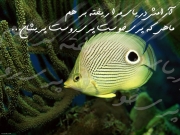 Fish-9.jpg