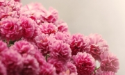 flowers-focus-rose-pink-drops-hd-wallpaper-beauty-background-694x417.jpg