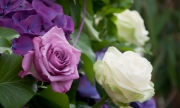 roses-flower-pink-white-hydrangea-focus-photo-plants-hd-wallpaper-694x417.jpg