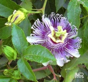 Passiflora edulis 10.jpg