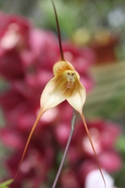 flowers-look-like-animals-people-monkeys-orchids-pareidolia-4.jpg