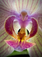 flowers-look-like-animals-people-monkeys-orchids-pareidolia-9.jpg