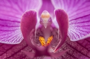 flowers-look-like-animals-people-monkeys-orchids-pareidolia-10.jpg