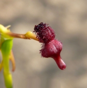 Drakaea-concolor-Kneeling-Hammer-Orchid-P1970850.jpg