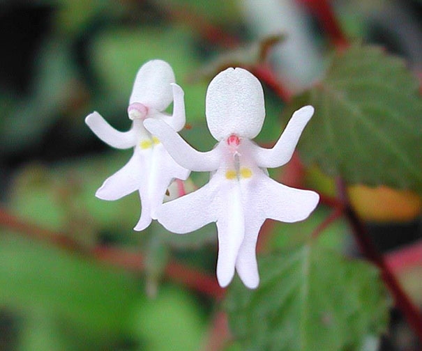 flowers-look-like-animals-people-monkeys-orchids-pareidolia-35.jpg