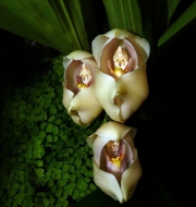 flowers-look-like-animals-people-monkeys-orchids-pareidolia-3.jpg