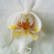 flowers-look-like-animals-people-monkeys-orchids-pareidolia-42.jpg