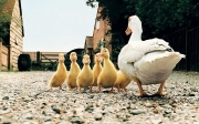 Duck-Family-HD-Wallpapers.jpg