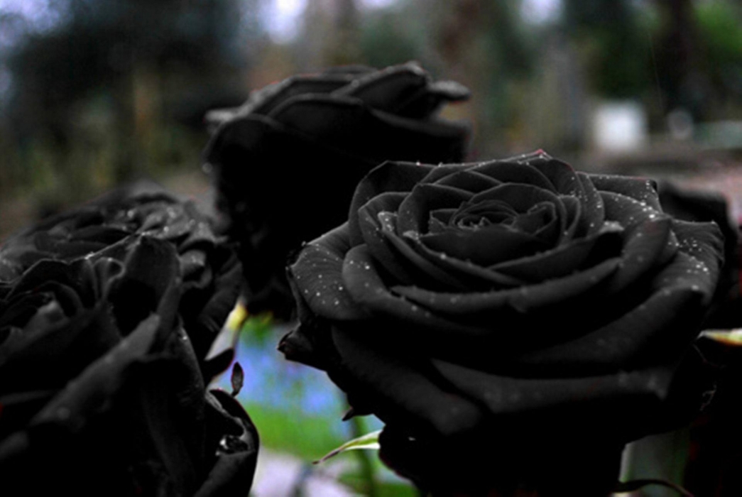 black rose.jpg
