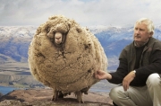 shrek-the-sheep-65.jpg