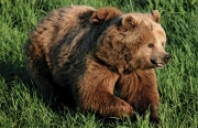 brown-bear1.jpg
