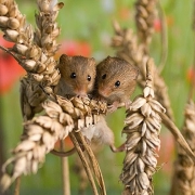 Harvest-mouse.jpg