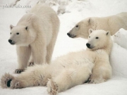 polar-bear-relax.jpg