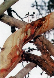 Ashoora Tree Blood1_[www_sarzamindownload_com].jpg