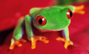 green_frog.jpg