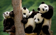 Giant-panda-cubs-at-the-Wolong-National-Nature-Reserve-in-Sichuan-Province-China.jpg